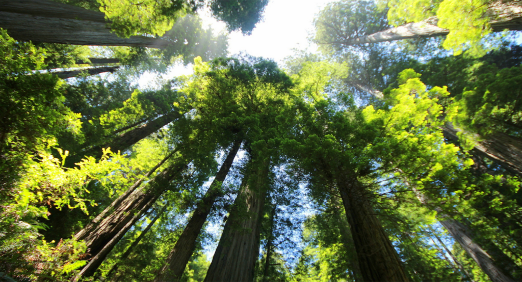 Il Bosco: segreti d’Aria e di Sottoterra