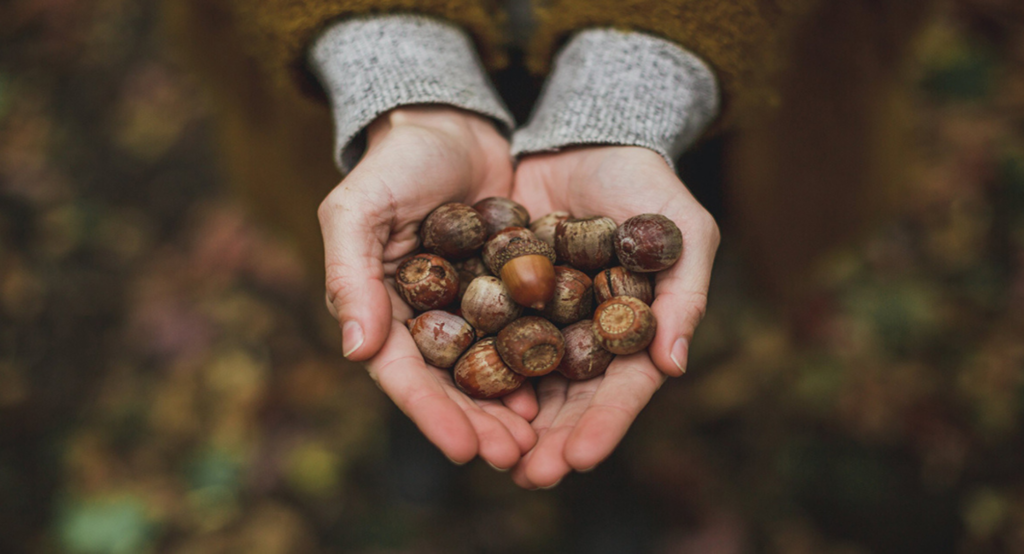 Anima Vegetale: il bosco che cura